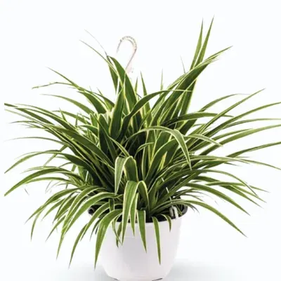 Chlorophytum comosum – Variegated Spider Plant