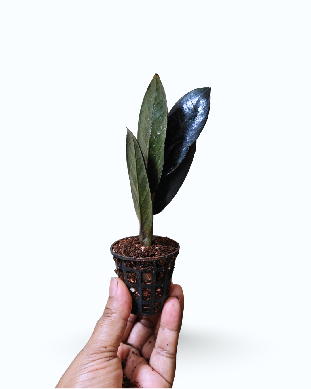 Zamioculcas zamiifolia ‘Raven’ – Black ZZ Plant - Image 2