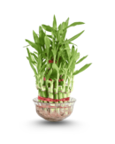Lucky Bamboo  – 2 Layer Dracaena sanderiana