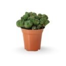 Cereus Forbesii Crest (Coral Cactus)