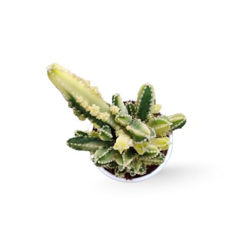 Cereus Variegated - Image 2