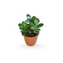 Clusia Rosea - Autograph Tree / Pitch-Apple