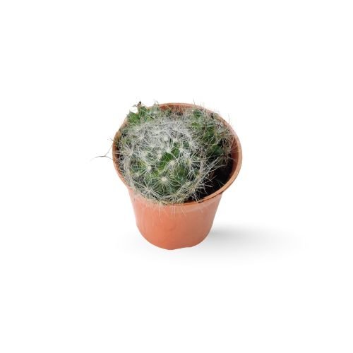 Greenflower Nipple Cactus (Mammillaria longimamma) - Image 2