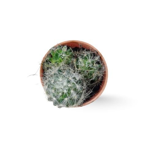 Greenflower Nipple Cactus (Mammillaria longimamma) - Image 3