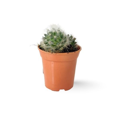 Greenflower Nipple Cactus (Mammillaria longimamma)