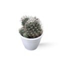 Mammillaria Discolor