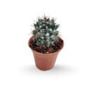 Mammillaria Voburnensis - Woburn Cactus