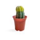 Parodia magnifica - Golden Ball Cactus