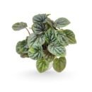 Peperomia Caperata – Rare Heart-Leaf Plant