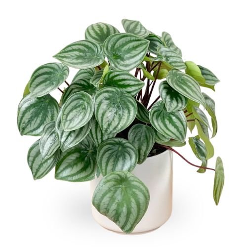 Peperomia Watermelon (Peperomia argyreia) – Rare Tropical Plant