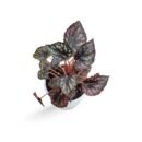 Rex Begonia
