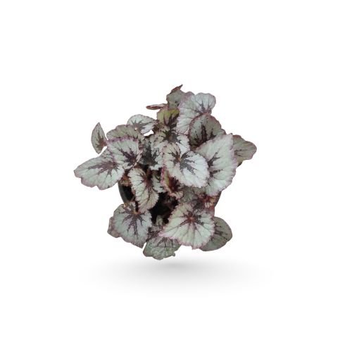 Rex Begonia ''Fire Women" - Image 2