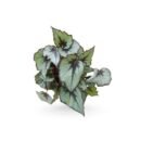 Rex Begonia 'Flirty Girl'