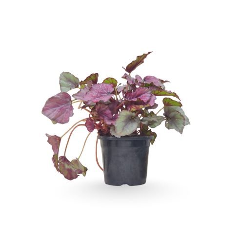 Rex Begonia 'PotSpitfire'