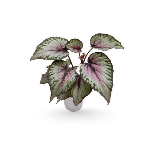 Rex begonia 'Ballet'