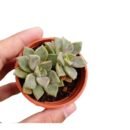 Sedum Silver – Elegant Trailing Succulent
