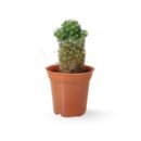 Thimble Cactus