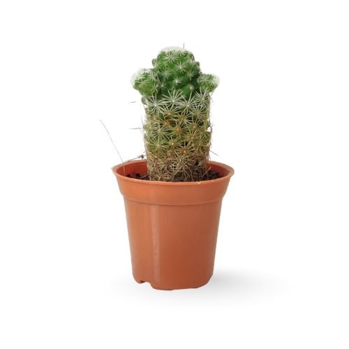 Thimble Cactus