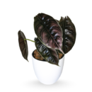 Alocasia azlanii – Rare Metallic Red Alocasia for Indoor Décor