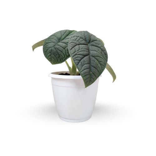 Alocasia Melo