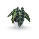 Alocasia 'Polly'