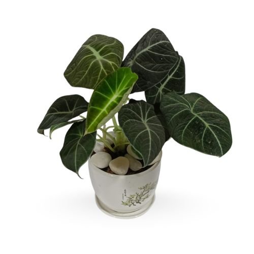 Alocasia Black Velvet in Premium Planter for Decor & Gifting