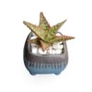 Aloe Christmas Carol Succulent With Ceramic Pot