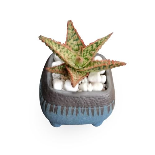 Aloe Christmas Carol Succulent With Ceramic Pot