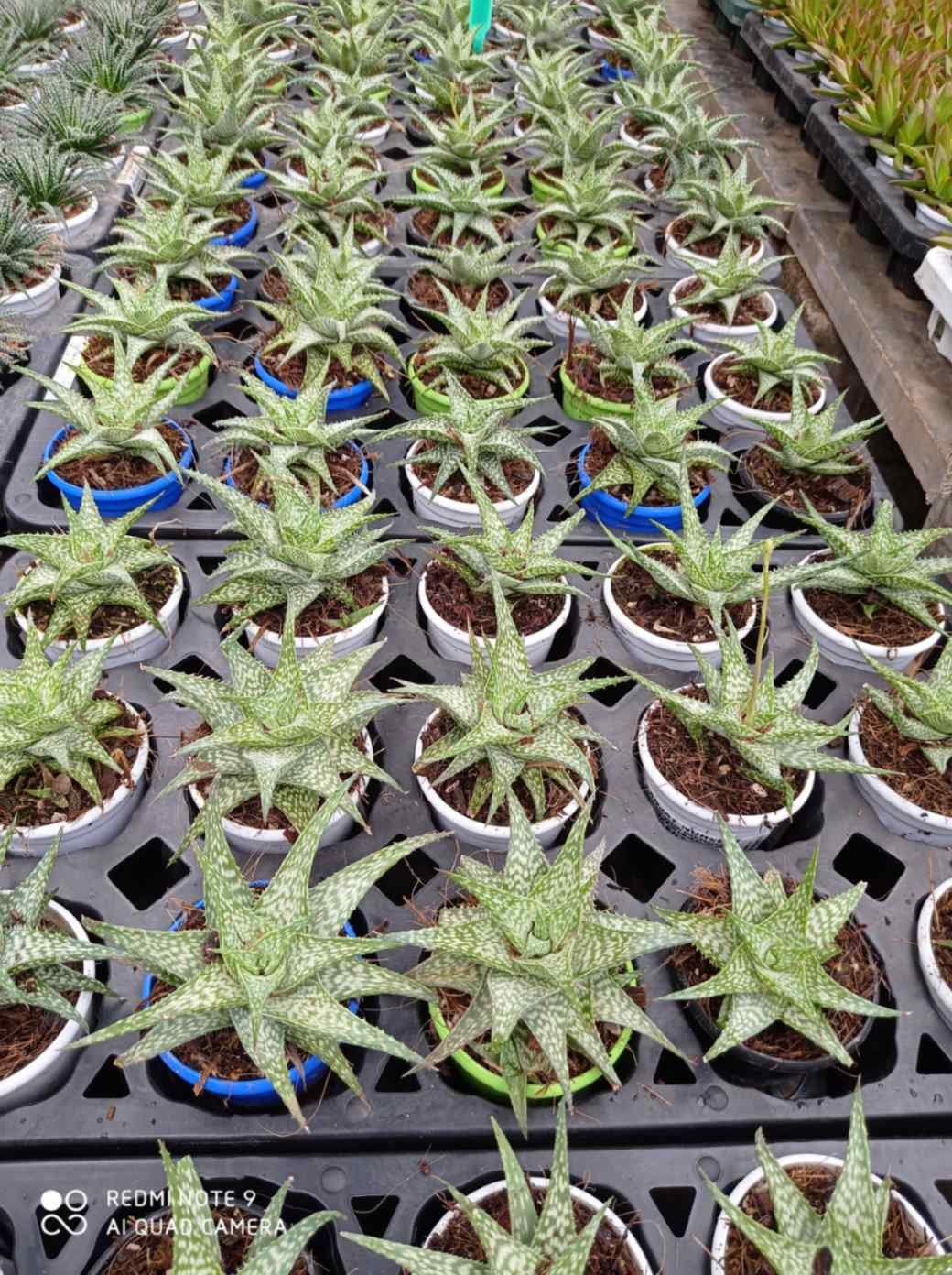 Aloe ‘Mini White’ – Compact White-Striped Succulent Plant - Image 2