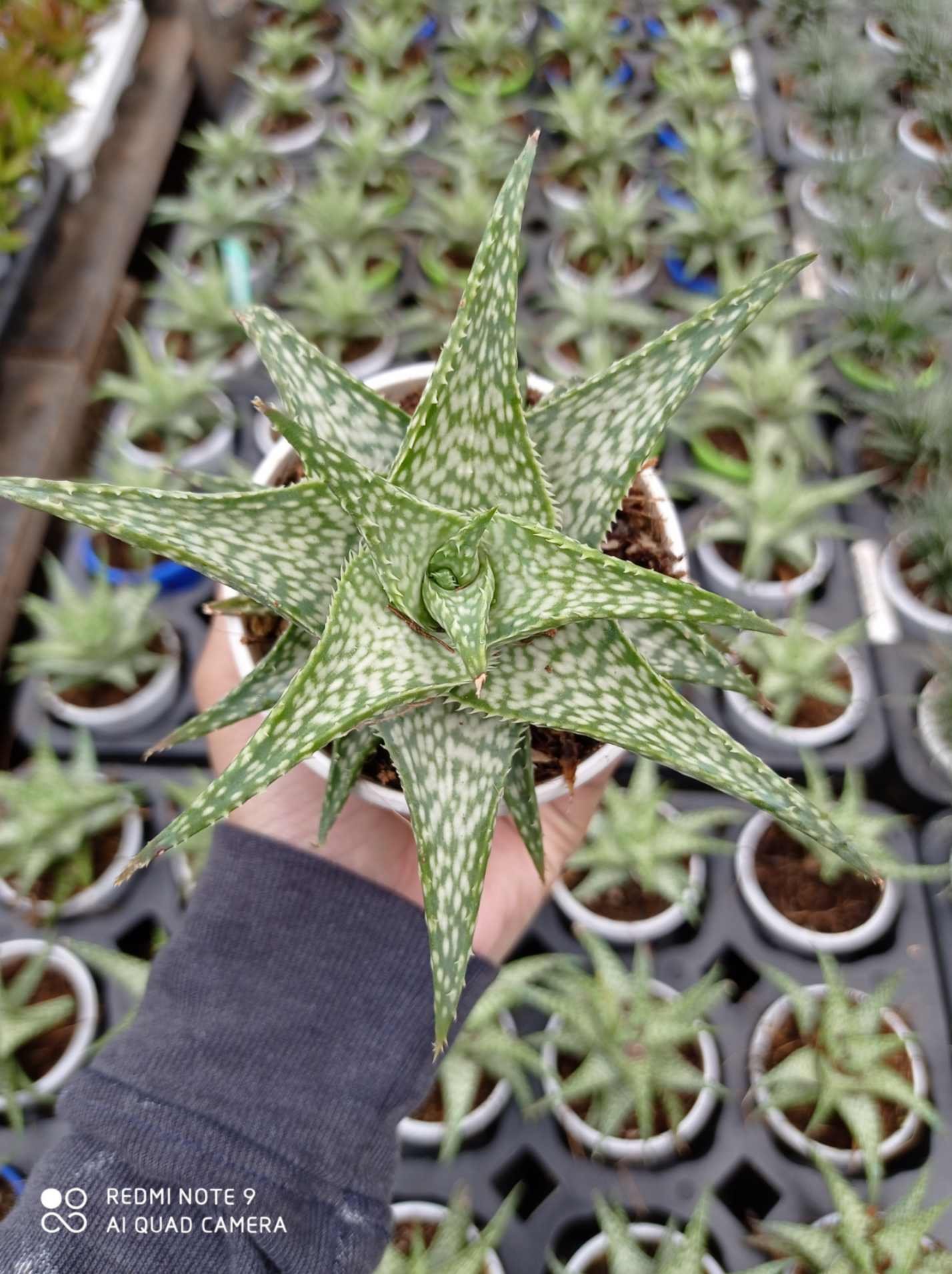Aloe ‘Mini White’ – Compact White-Striped Succulent Plant
