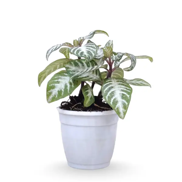 Aphelandra squarrosa ‘Dania’ – Zebra Plant - Image 2