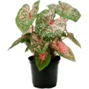 Caladium ‘Tricolor’ – Vibrant Tropical Indoor Plant