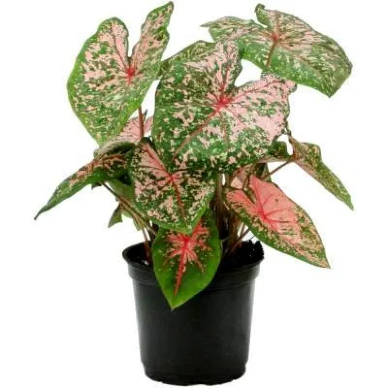 Caladium ‘Tricolor’ – Vibrant Tropical Indoor Plant