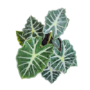 Alocasia ‘Parasol’ – Rare Tropical Indoor Plant