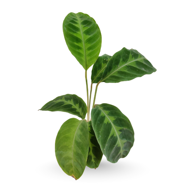Calathea warscewiczii – Velvet Leaf Indoor Plant - Image 2