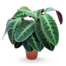 Calathea warscewiczii – Velvet Leaf Indoor Plant