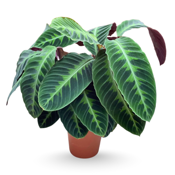 Calathea warscewiczii – Velvet Leaf Indoor Plant