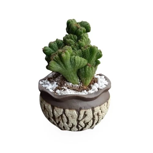 Cereus peruvianus monstrose with designer planter