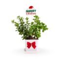 Christmas Jade — a festive gift of luck, positivity, and holiday cheer.