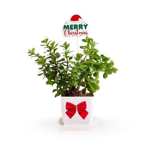 Christmas Jade — a festive gift of luck, positivity, and holiday cheer.