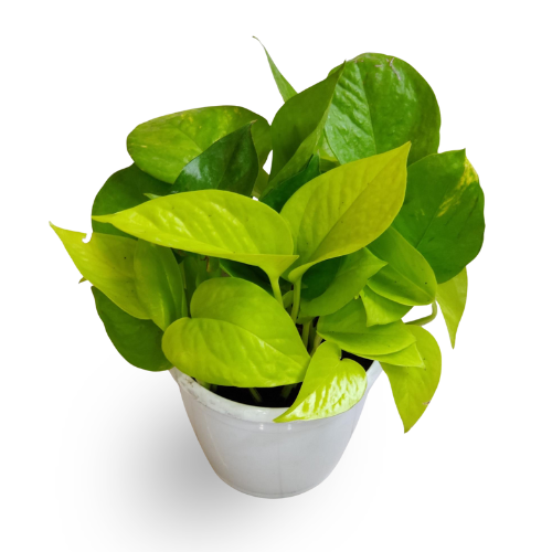 Money Plant Golden, Scindapsus Golden