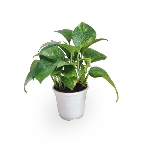 Green Money Plant | Epipremnum aureum | Lucky Indoor Air Purifying Plant for Home, Office & Gifting