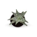 Haworthia Aloe Snowstorm (potted)