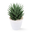 Zebra Haworthia (Haworthiopsis attenuata) in White Pot
