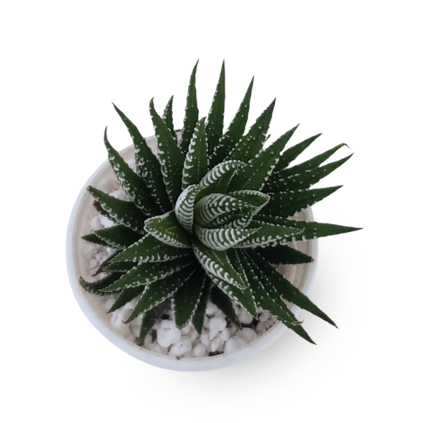 Zebra Haworthia (Haworthiopsis attenuata) in White Pot - Image 2
