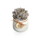 Laxmi Kamal Succulent – Symbol of Prosperity in Ceramic Gifting Pot
