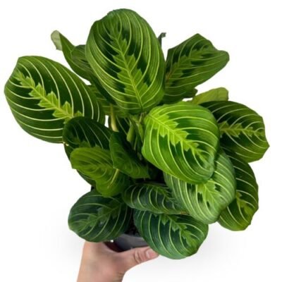 Calathea ‘Lemon Lime’ – Bright Indoor Foliage Plant