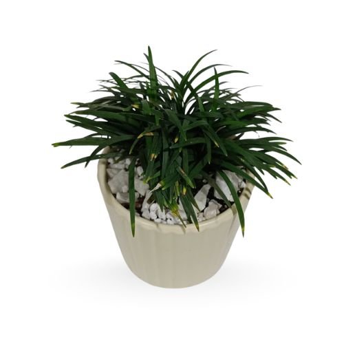 Ophiopogon japonicus – Rare Dwarf Mondo Grass in Decor / Gifting Planter