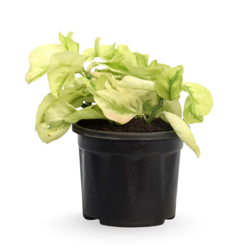 Pedilanthus Curly Leaves