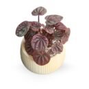Peperomia ‘Luna Red’ in Premium Ceramic Planter – Indoor Desk Plant, Air Purifying, Gift for Home & Office